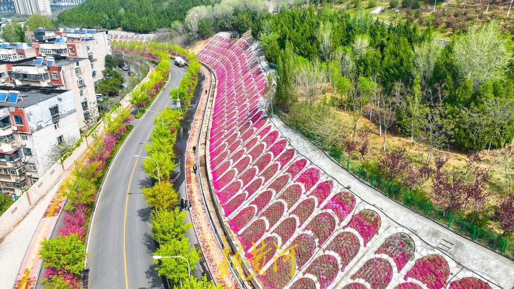 惊艳！鳌角山山体公园现玫红色鱼鳞状花堤