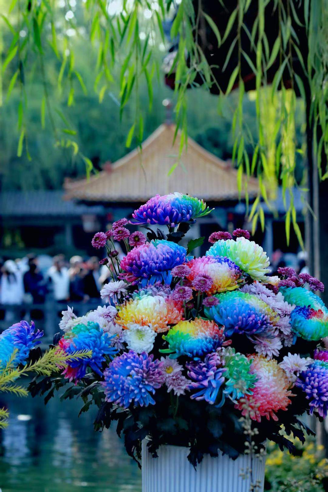 打翻调色盘，飘逸金匙钩，趵突泉金秋菊展惊艳连连
