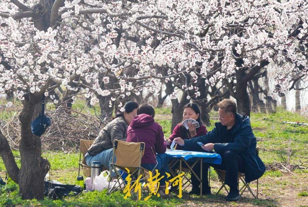 以花为名，“杏”会山野！来济南邂逅一场花间烟火