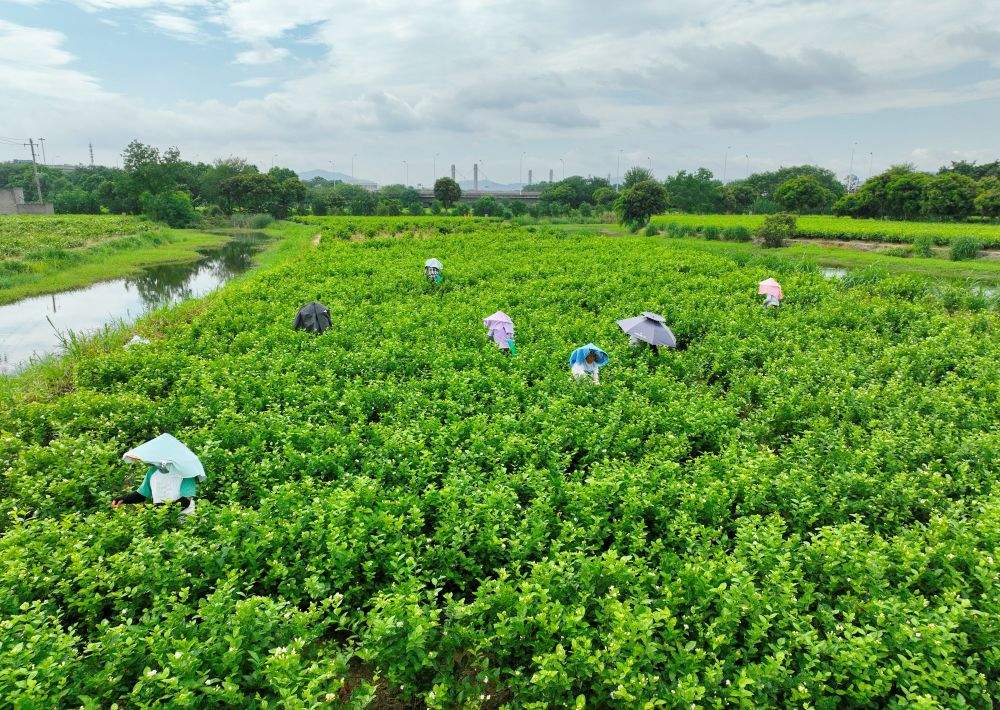 活力中国调研行｜见茶不见花，看福州茉莉花茶如何香飘千载