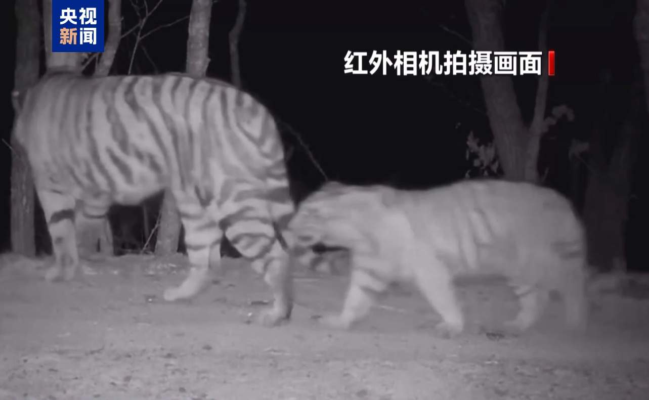 “完达山一号”可能已“脱单”！东北虎种群也有新喜讯