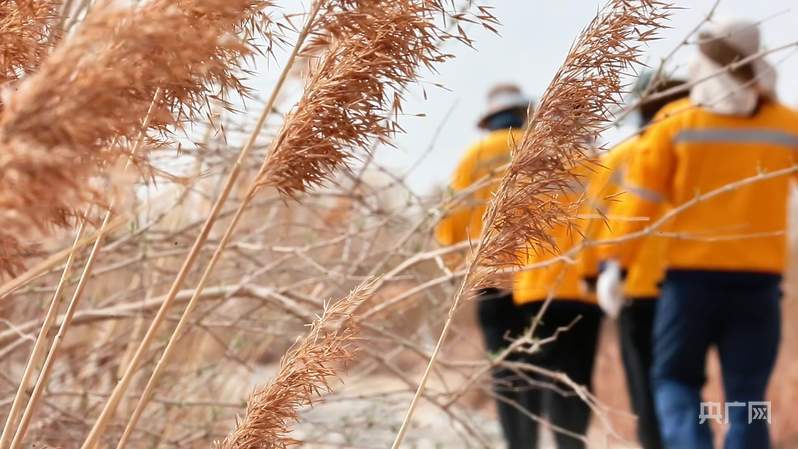 梭梭成林、黄沙止步，世界首条环沙漠铁路背后的“治沙天团”