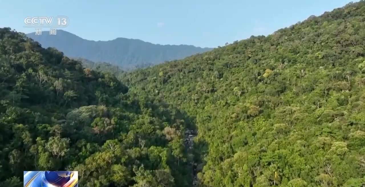 结伙徒步进山 多次在国家公园盗伐珍贵名木 26人被判刑