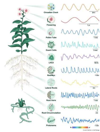 植物有大脑吗?有记忆吗? 农科院专家解答植物的浪漫“意识”
