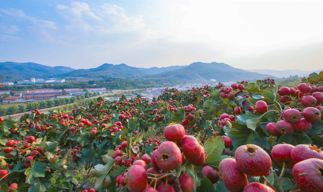 片区里，春光好！山东蹚出片区化推进乡村振兴有效路径