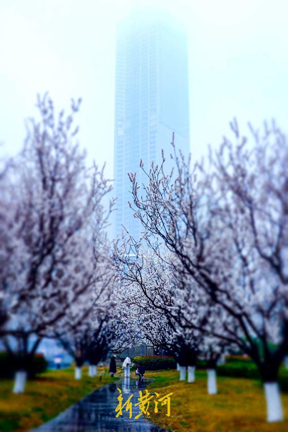 春寒料峭杏花俏，雨中赏花添诗意