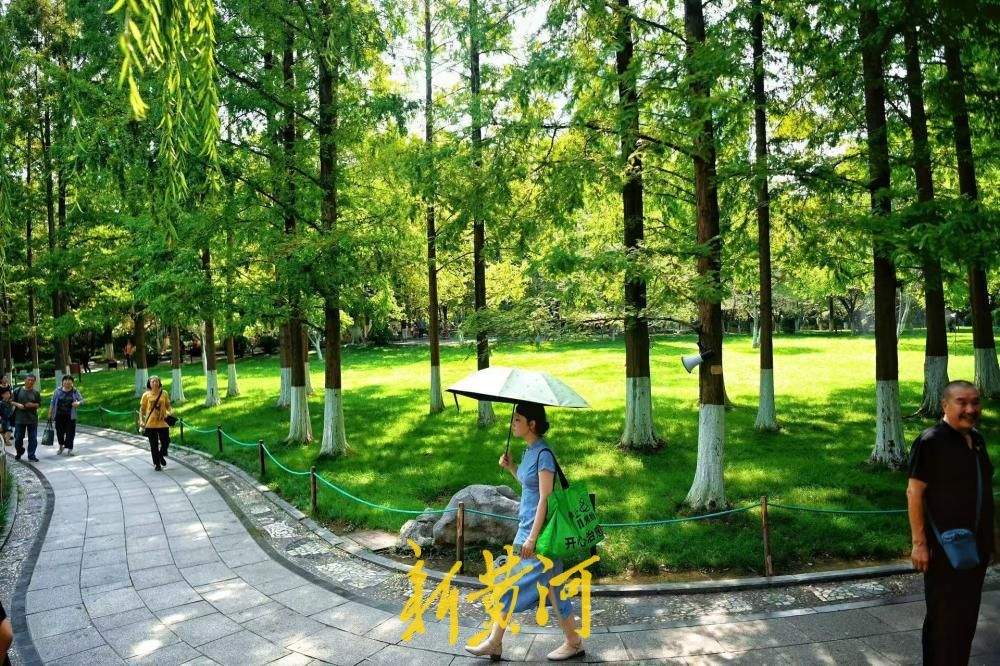 一年四季 泉在济南｜高温觅清凉 济南五龙潭水杉林撑起城市生态遮阳伞