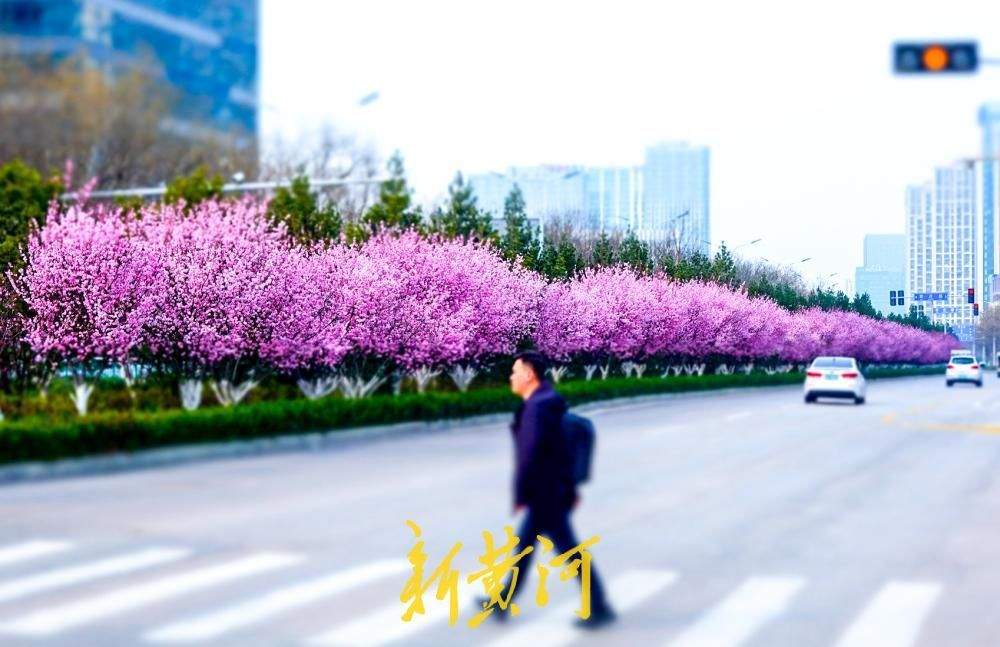 一年四季 泉在济南丨美人梅盛放 条街道变身“粉色花廊”