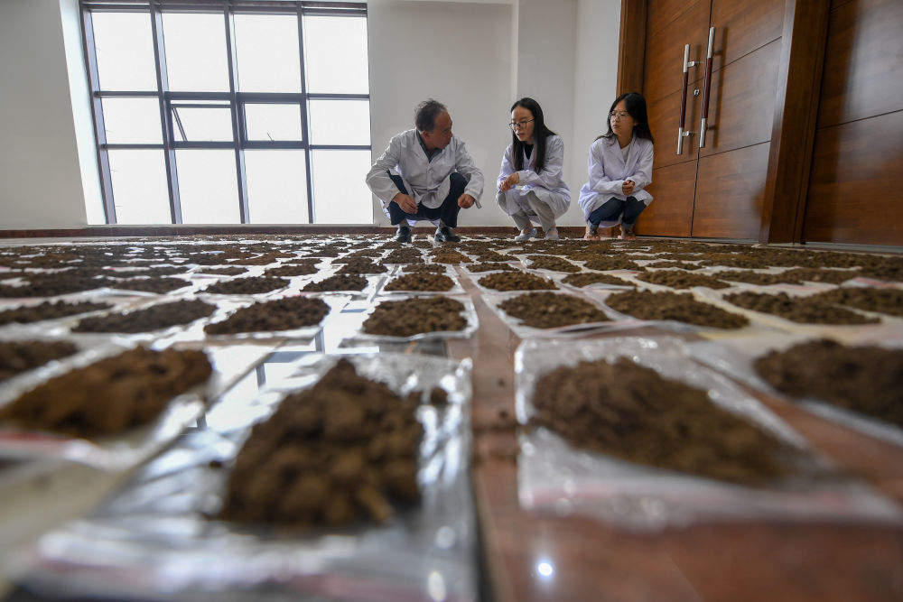 镜观·回响｜像保护大熊猫一样保护黑土地