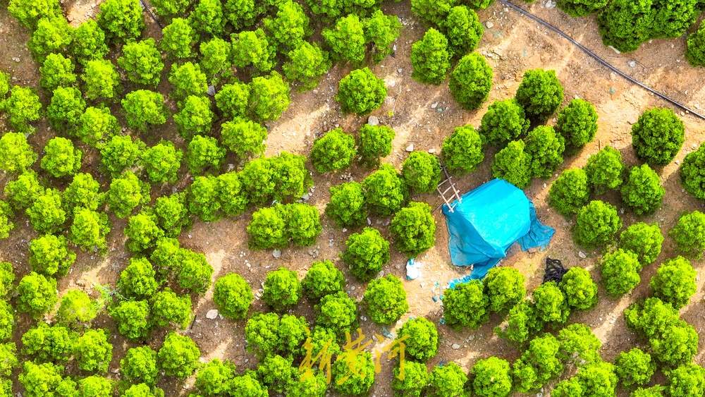 济南这处渣土山披绿变公园，成登山休闲好去处