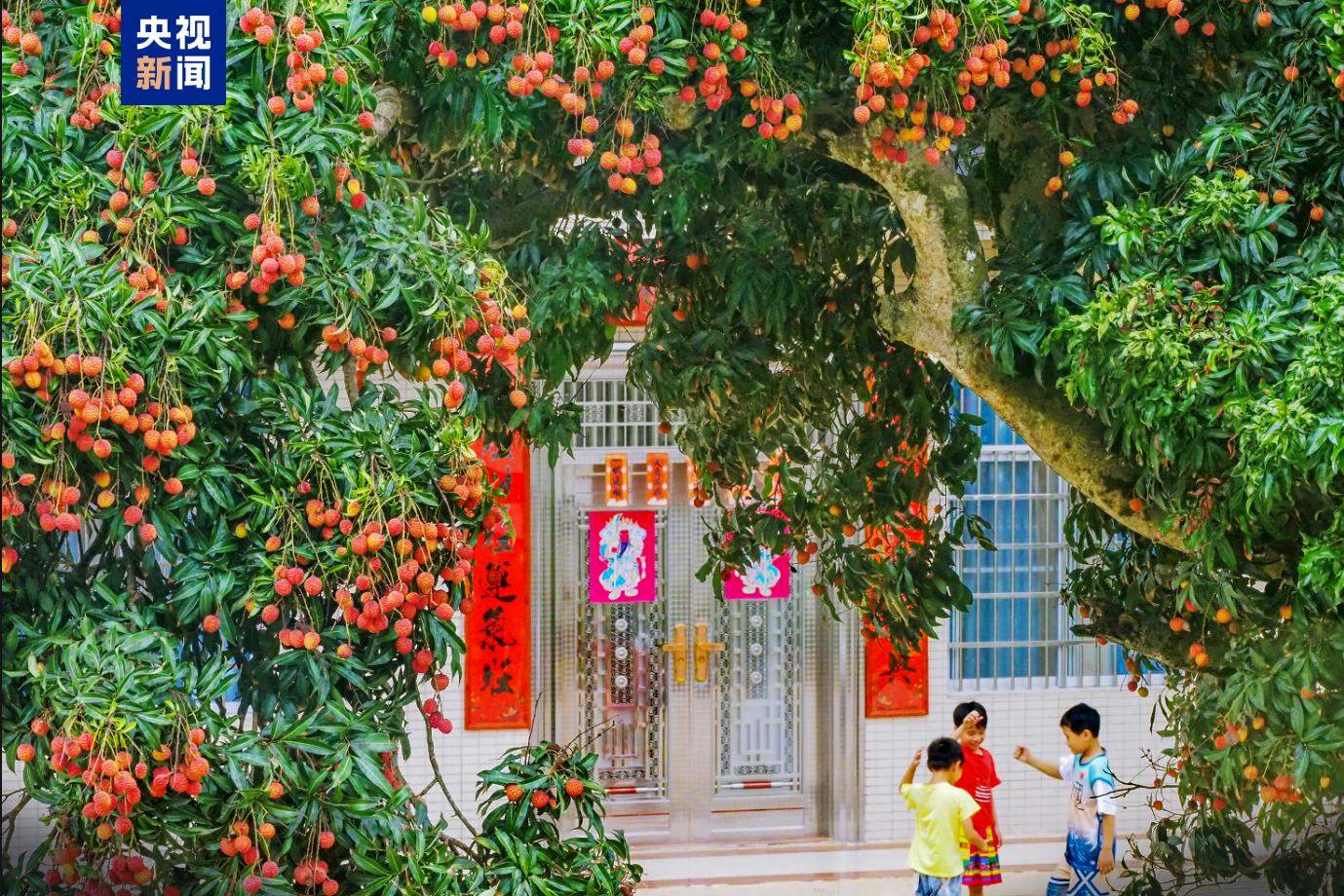 从“一骑红尘”到“一键下单” 岭南荔枝来了