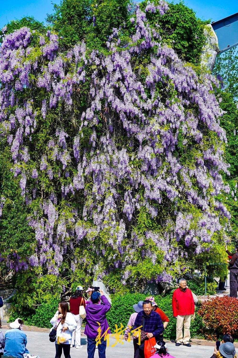 泉城解锁“紫色浪漫” 花海如瀑醉游人