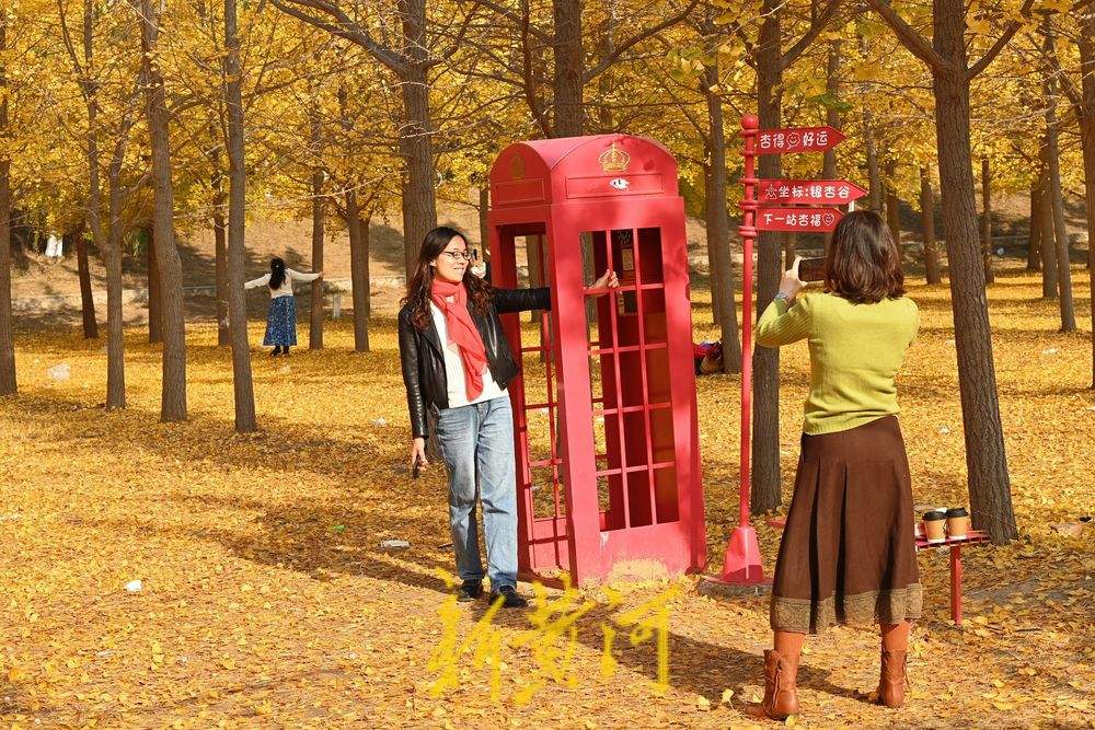 一年四季 泉在济南丨济南黄河银杏林穿“金”衣 市民打卡超美秋色