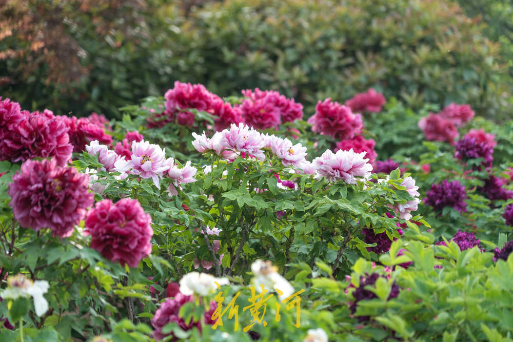 翰墨丹青绘国色，泉城牡丹醉游人