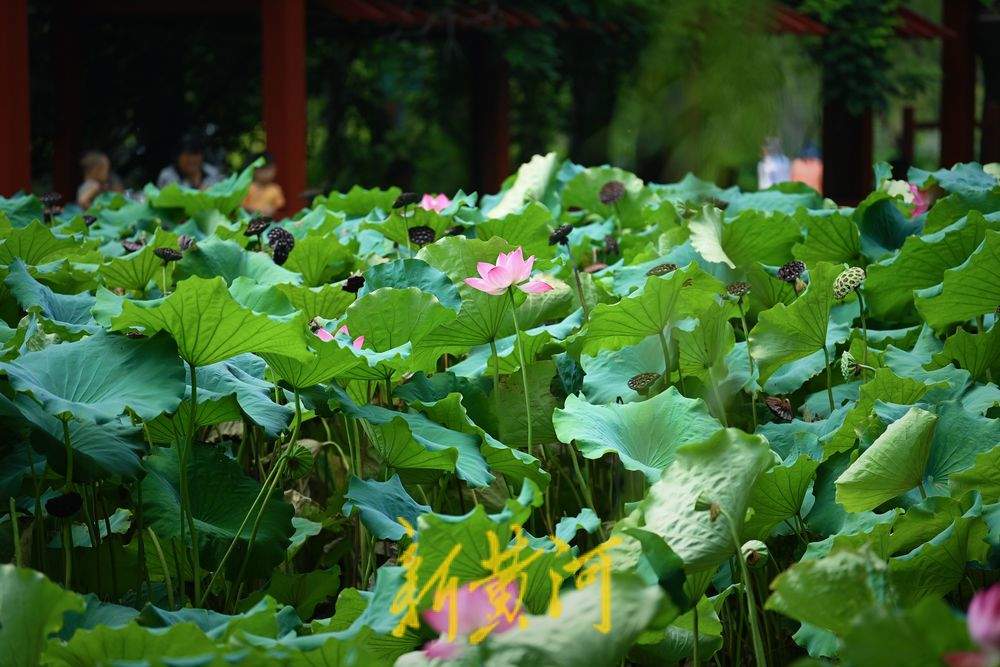 泉城荷花绽放点缀初秋