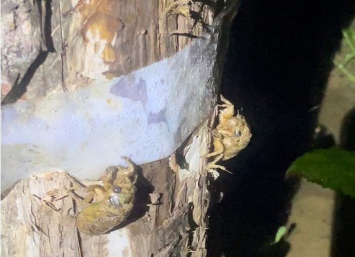 “摸金”盛宴：夜探“金蝉村”