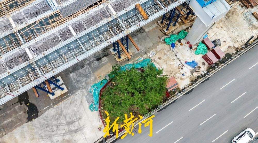 百年古树与高架相伴,守望城市新脉动