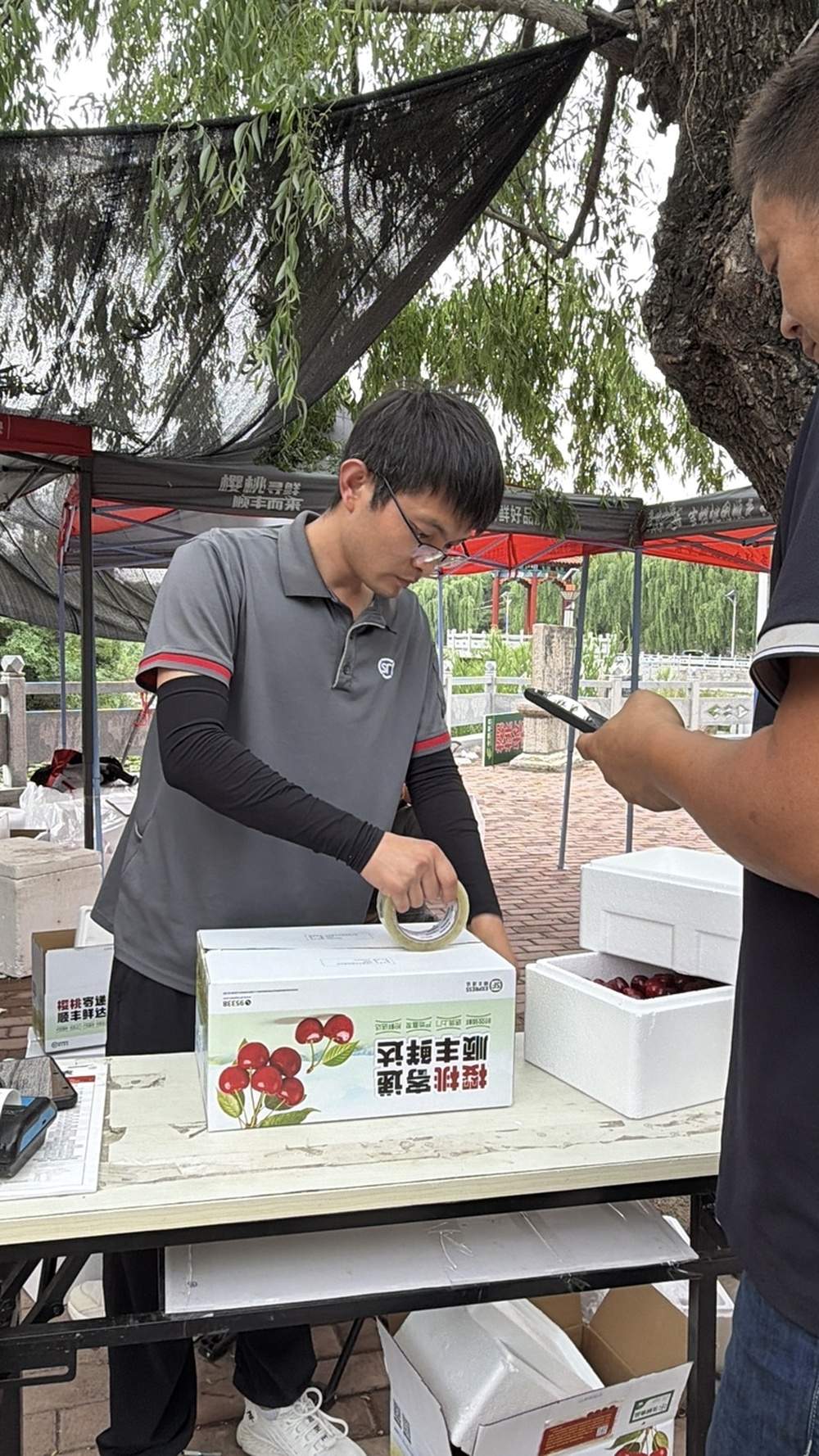 莱芜茶业口镇樱桃上市：快递前置保障发运，“双拼”礼盒走热