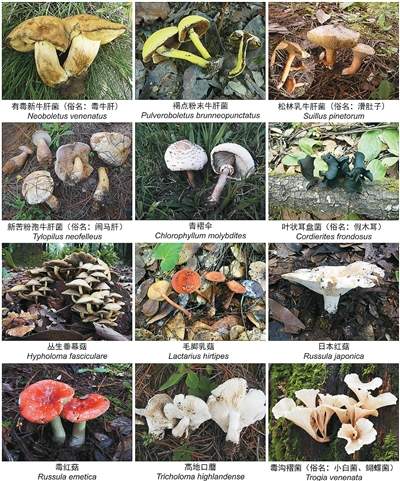 吃菌季到了,如何吃得开心又放心?