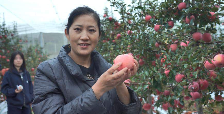 寻味之旅第四站｜烟台小田园：“生态为基” 育沃土，“匠心管理”提品质，解锁苹果“香脆甜”密码