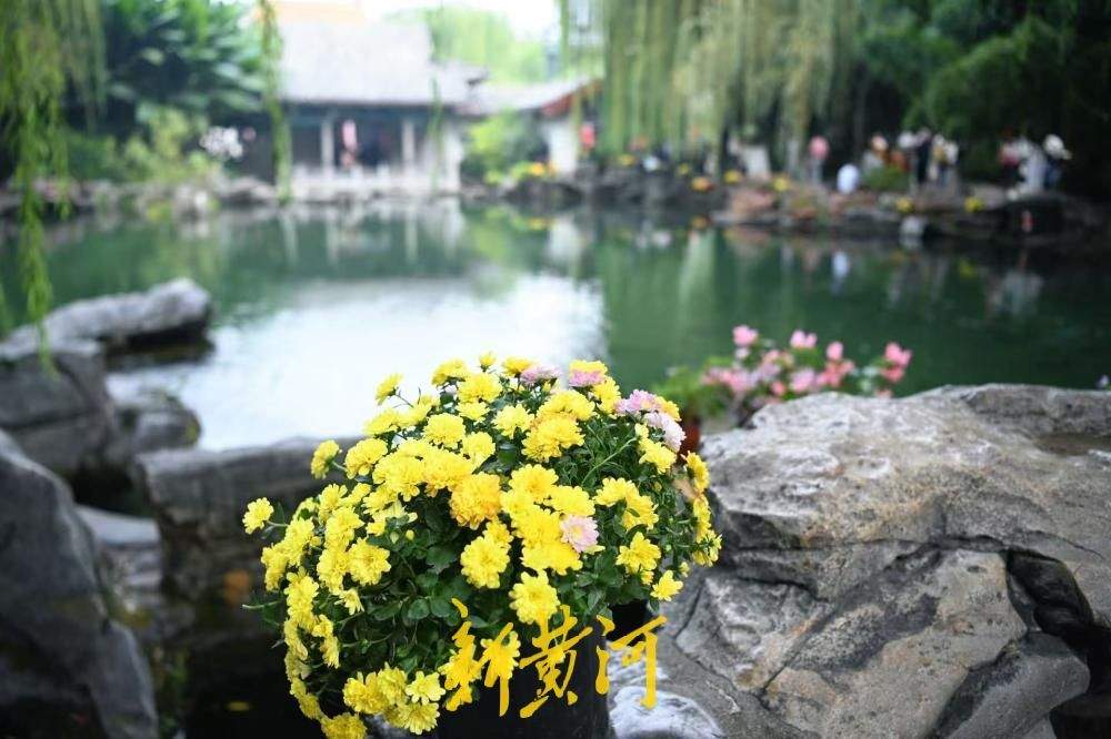 清泉映秋菊，济南趵突泉景区秋意盎然