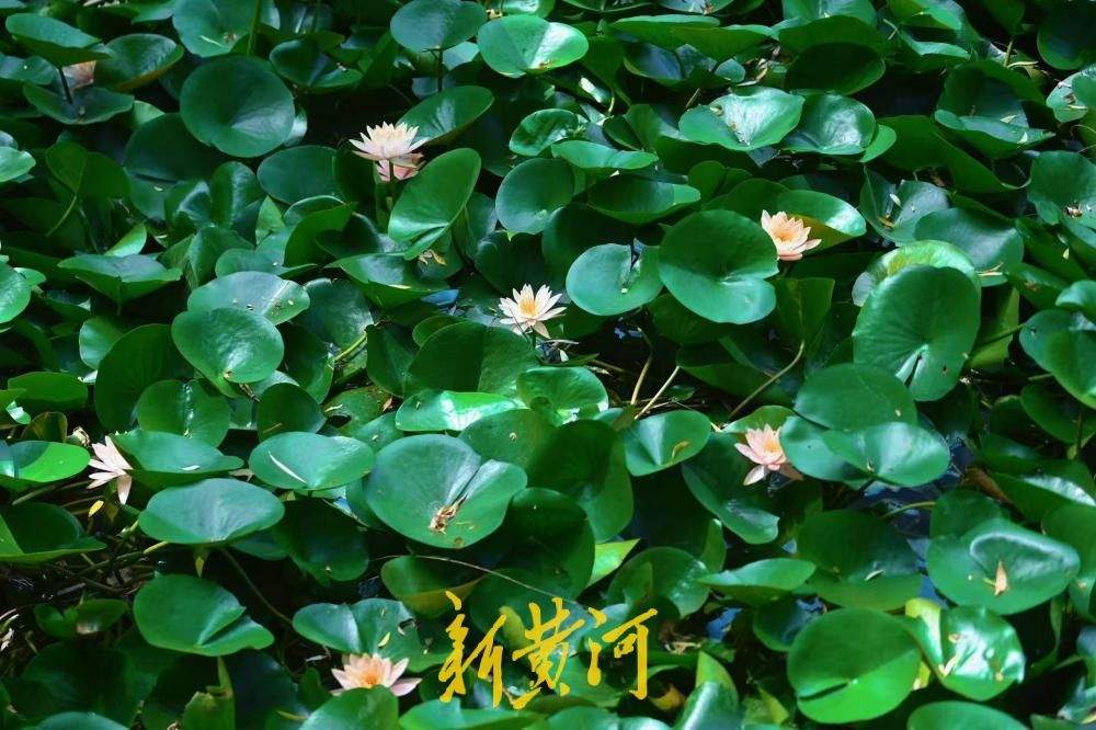 济南小众赏莲地：睡莲依旧热烈绽放