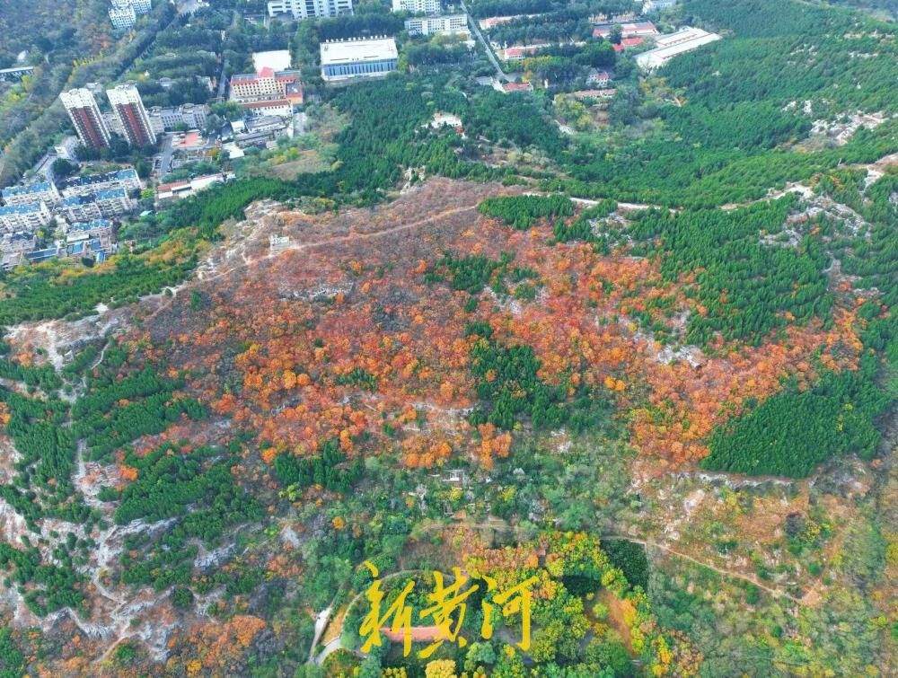 氛围感拉满！济南腊山公园解锁秋日限定色彩