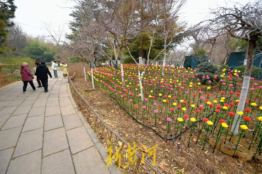 泉城气温骤降，市民游客寒风中赏花灯