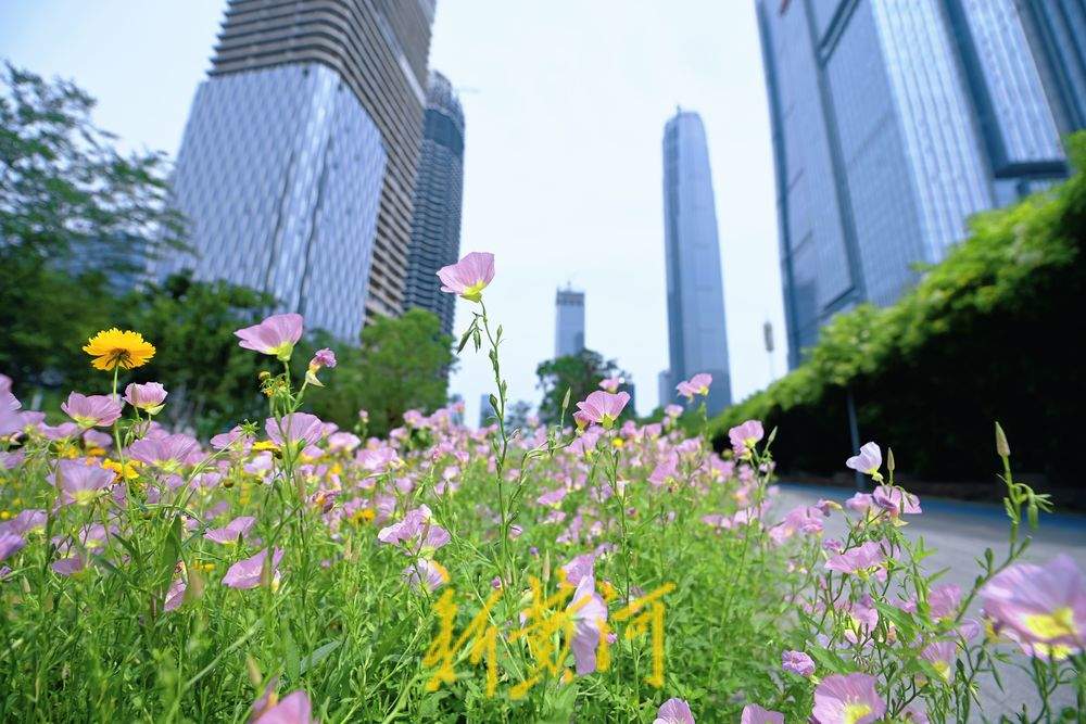 “夏味”十足 济南CBD绽放美丽花海