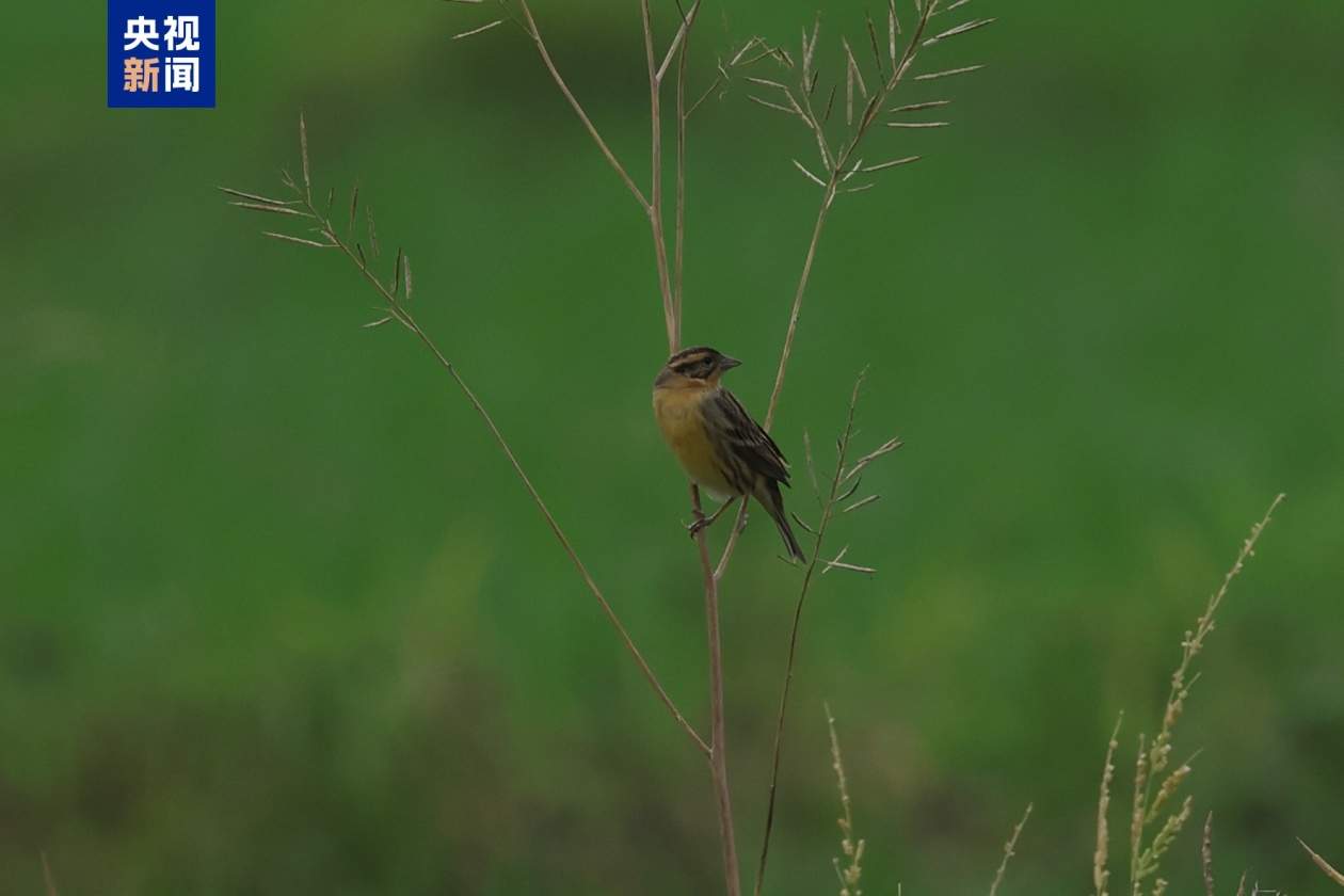 湖南新宁发现一级重点保护野生鸟类黄胸鹀
