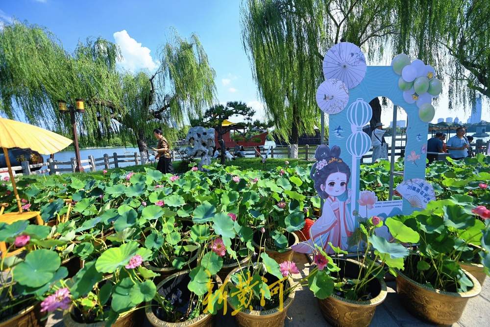 一年四季 泉在济南丨荷花飘香引客来，57种珍品荷花争艳亮相大明湖