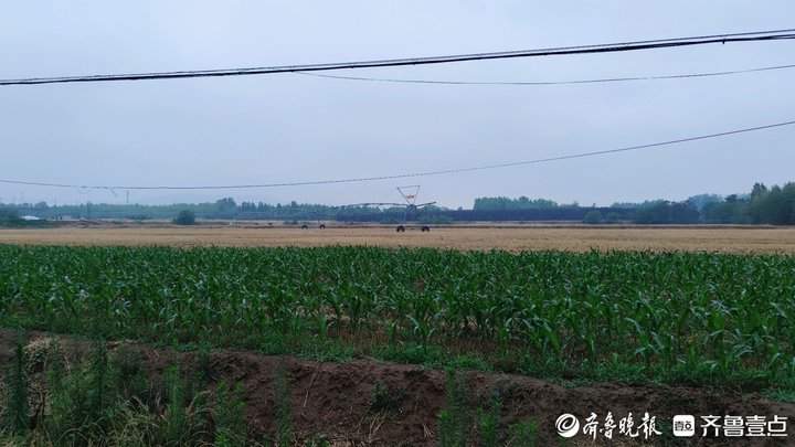降雨缓解当下旱情，章丘农户表示：相当于滴灌设备喷洒10天