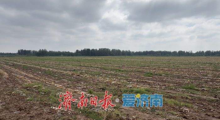 济南夏粮播种面积有多少？他们与卫星“较劲”一周摸清底数