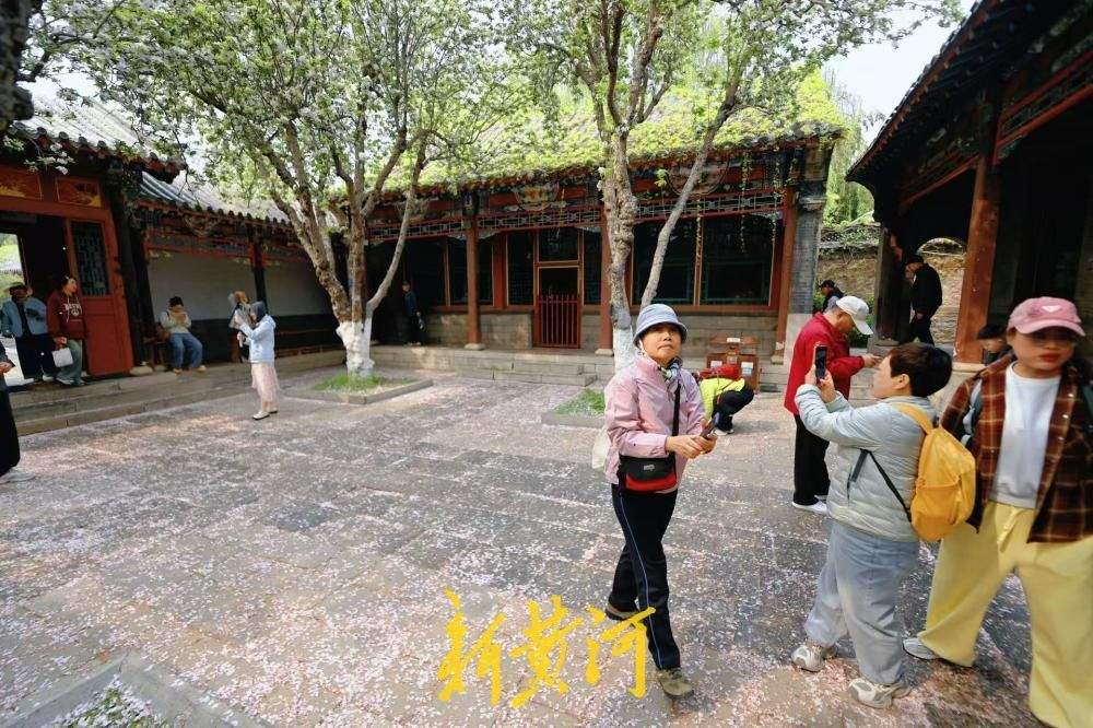 一年四季 泉在济南｜太惊艳！趵突泉公园万竹园里落下“海棠花雨”
