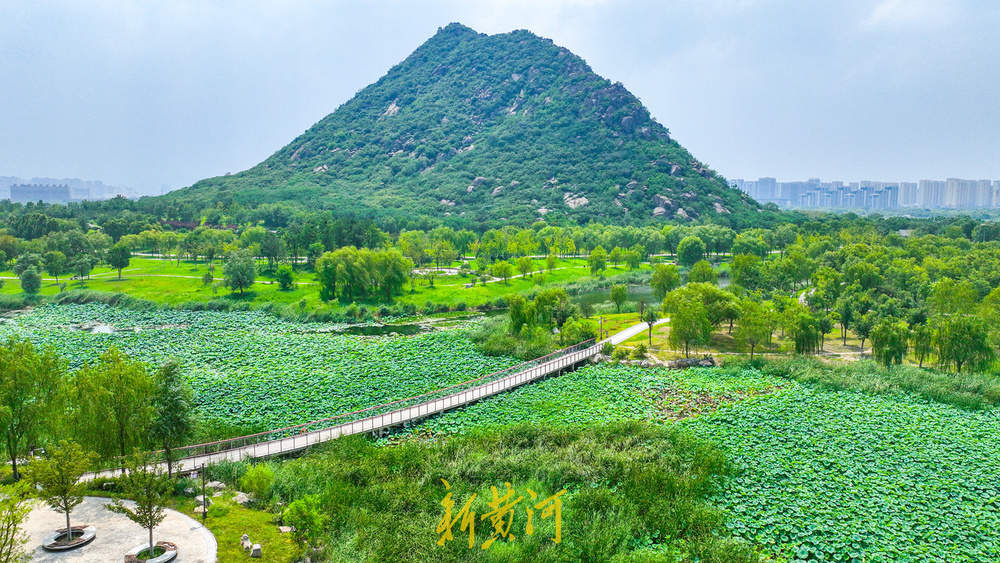 一年四季 泉在济南｜夏末诗意盛景 华山湿地呈现“接天莲叶无穷碧”