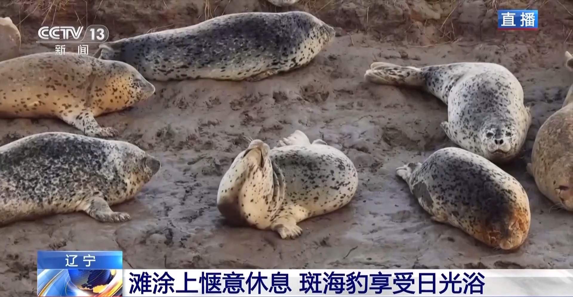 超800只野生斑海豹现身辽东湾