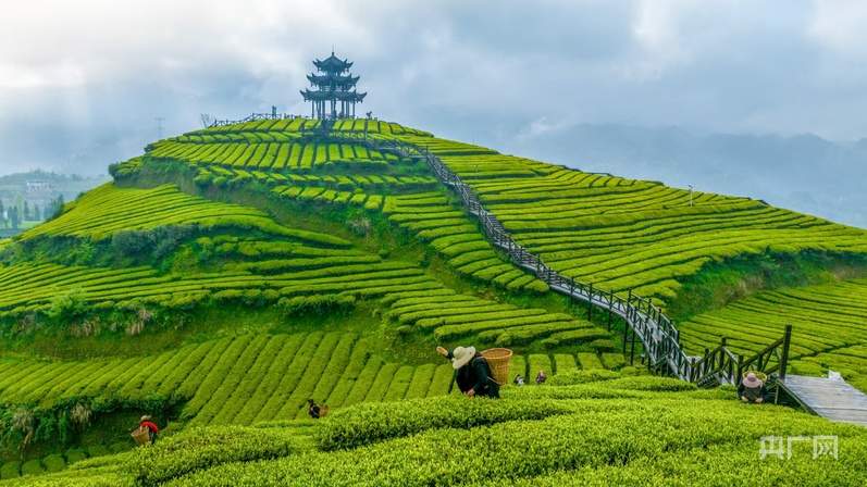 央广财评|春茶吐翠 激活中国春日经济