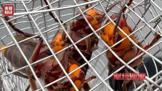 “杀人蜂”遭滥养 有人赚得盆满钵满 央视曝光
