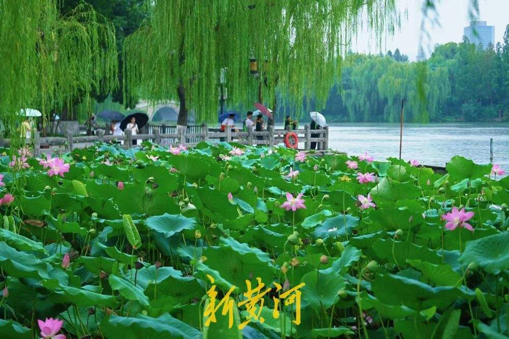 济南：秋雨润荷韵 大明湖雨荷灼灼绽放醉初秋