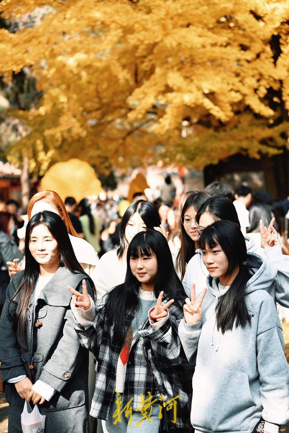 一年四季 泉在济南丨灵岩寺千年古银杏树换金装，深秋泉城诗意浓