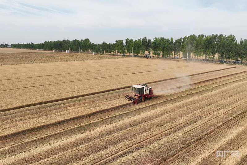 北斗导航绘制“丰收图景” 农机驰骋助力“三夏”颗粒尽归仓
