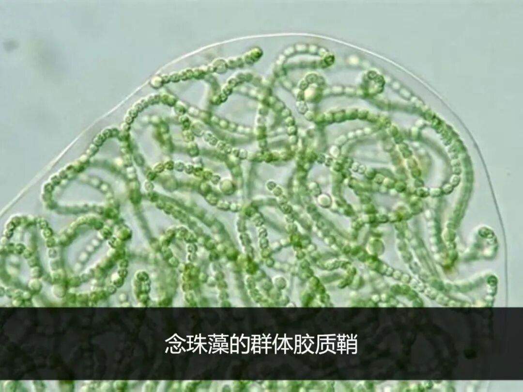 这种酷似头发的野菜是国家一级保护植物