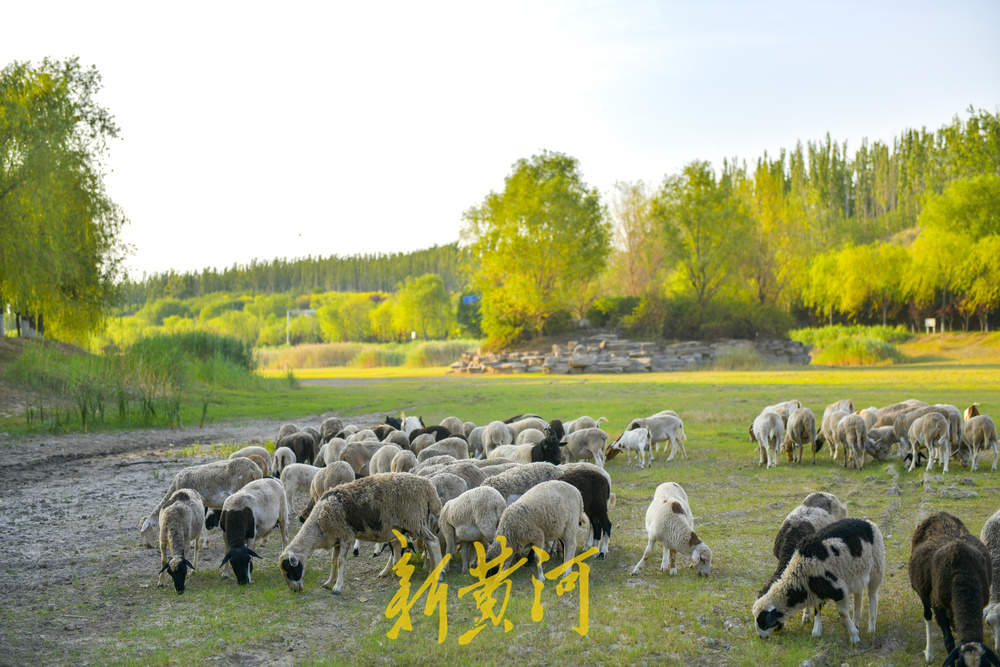 风吹草低见牛羊，泉城“阿勒泰”上线