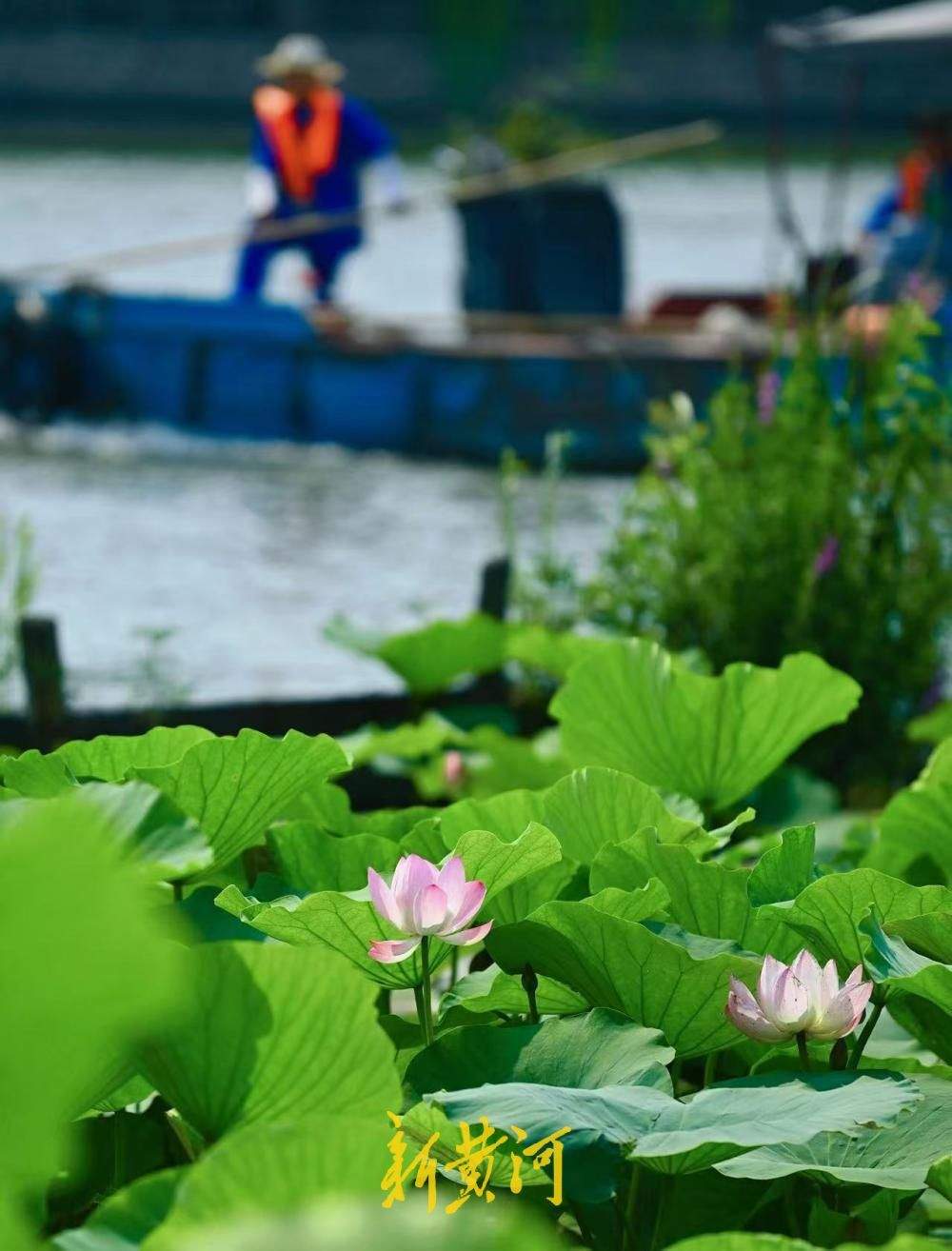 荷风驱暑气 济南大明湖藕香榭附近荷花渐次绽放
