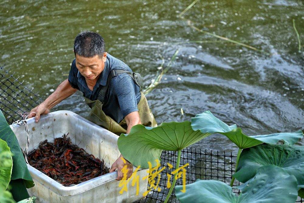 济南黄河北岸小龙虾迎丰收 高温下虾农捕捞不停歇
