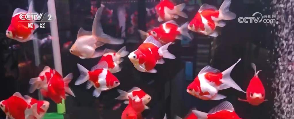 多地年货大集琳琅满目供销两旺 浓浓“烟火气”里喜迎新春佳节