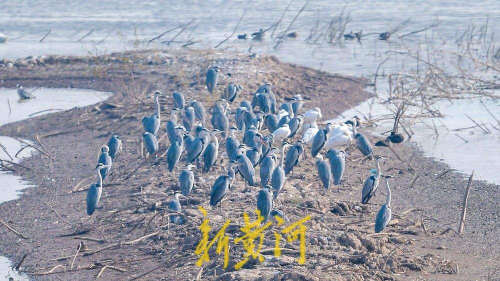 成群野生鸟落户鹊山水库沉沙池越冬