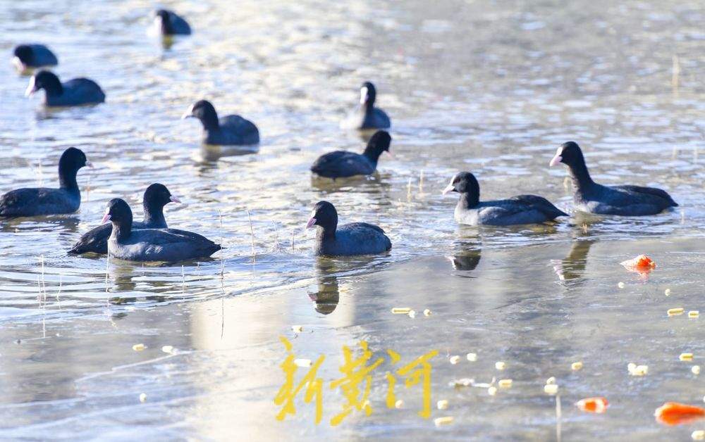 “泉”在济南冬游记｜候鸟栖息云锦湖，勾勒冬日画卷尽显生态之美