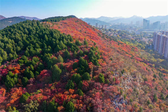 济南著名的“半青山”游客穿梭，山体半红半绿犹如“鸳鸯火锅”