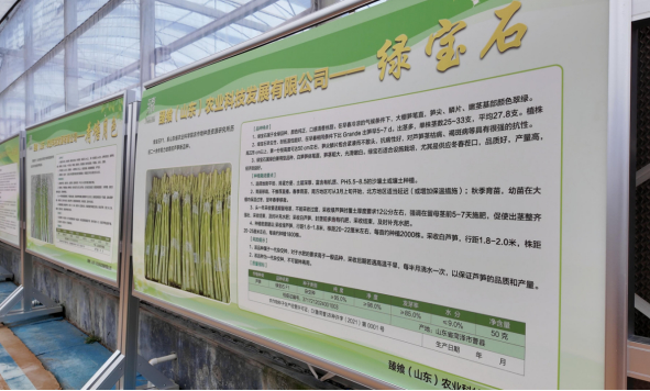 融媒·见证丨引进芦笋好项目，打造现代农业样本——闲置大棚的数智突围
